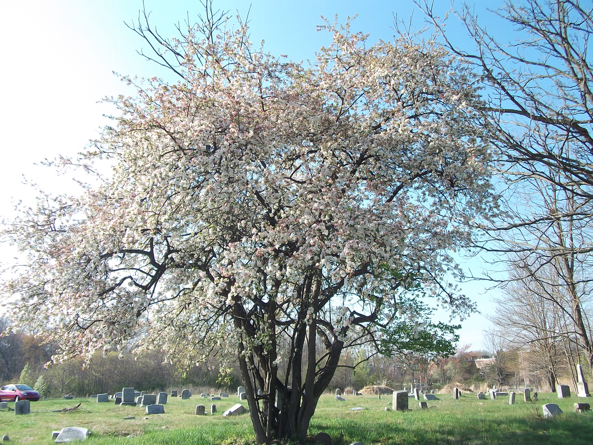 Spring Blooms